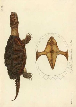 Tab VI. Testudo Serpentina Linn