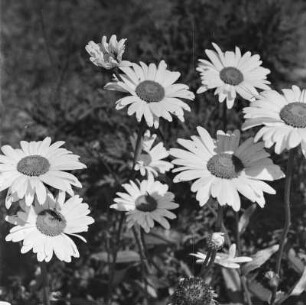 Margeriten