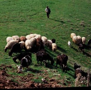 Achaia. Hirte mit Herde im Pyrros-Tal am Erýmanthos