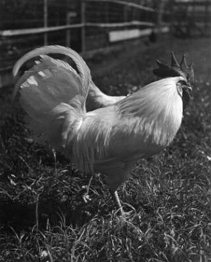 Casimir (weißer Gockel). Weißer Hahn auf einer Wiese