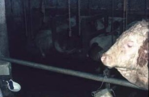 Fotografie: Bullenmast, Liegebox, Hochbox