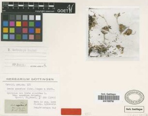 Draba aizoides L. var. scardica Griseb.[syntype]