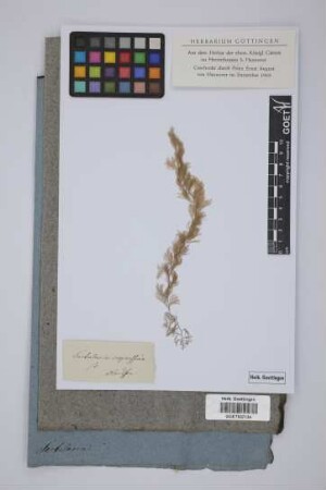 Sertularia cupressina