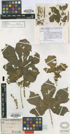 Cnidoscolus sp. Not on sheet