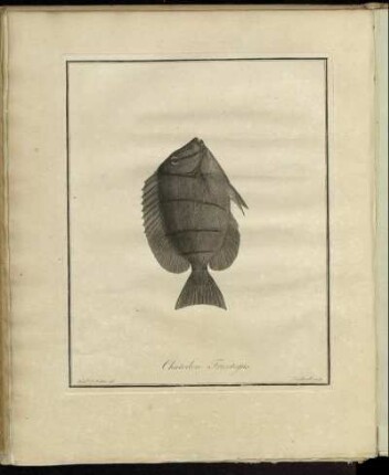 Chætodon Triostegus.