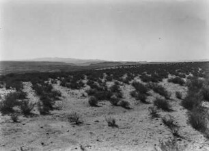 Graslandschaft der Puna : Panorama der mit Gräsern bewachsenen Puna.