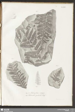 Taf: XXVIII. Fig. 1-4. Sphenopteris integra. Fig. 5. Cheilanthes spectabilis Kaulf.