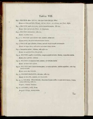 Tab. VIII. [Beschreibung und Abbildung.]