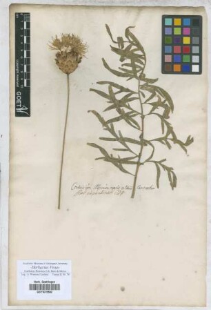 Centaurea