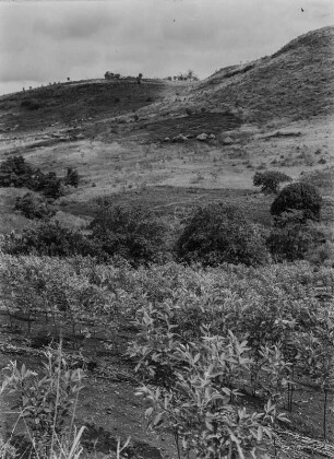 Hügellandschaft : Blick über eine Hügellandschaft in Kenia