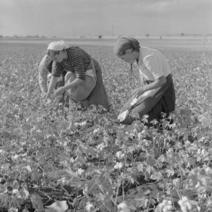 Baumwollernte auf den Feldern der Landwirtschaftlichen Produktionsgenossenschaft in Usundshowo. Frauen bei der Ernte
