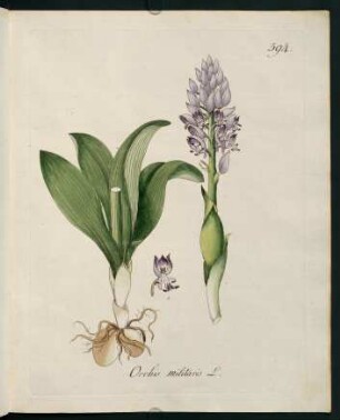 Orchis militaris L.