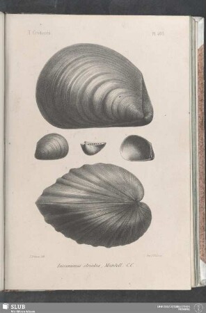 Pl. 405