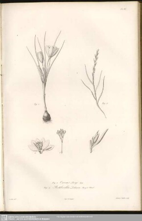 Fig. 1. Crocus Boryi, Gay. Fig. 2. Rotboella Loliacea, Bory et Chaub