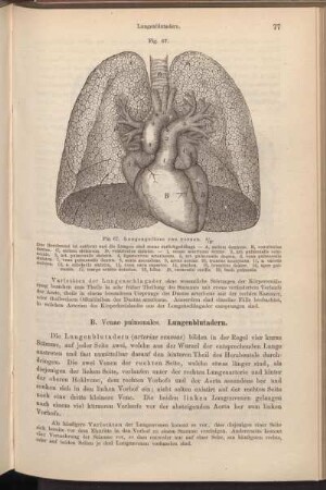 B. Venae pulmonales. Lungenblutadern.