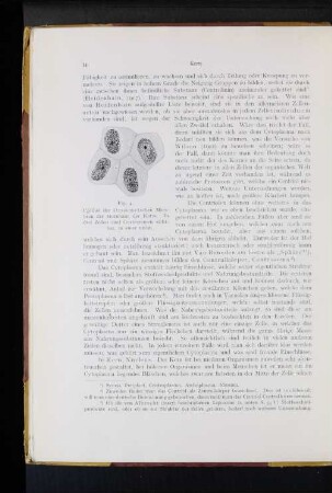 b) Kern, Nucleus.