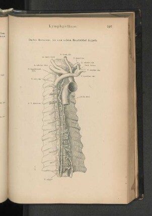 Lymphgefässe.