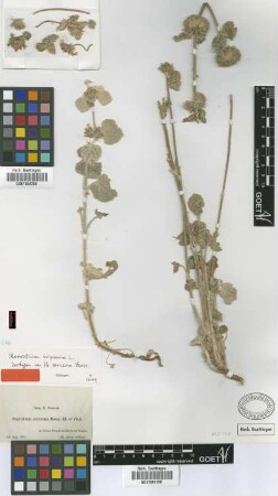 Marrubium sericeum Boiss. [isotype]