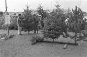 Christbaumverkauf im Karlsruher Stadtgebiet
