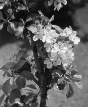 Blüten : Blühender Kirschzweig