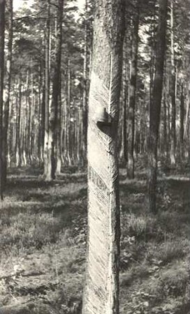 Harzgewinnung im Wald bei Luppedubrau : Wudobywanje žiwicy w lěsu pola Łupjanskeje Dubrawki
