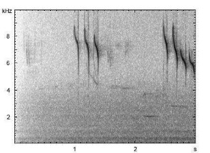 Blaumeise | Cyanistes caeruleus - Gesang