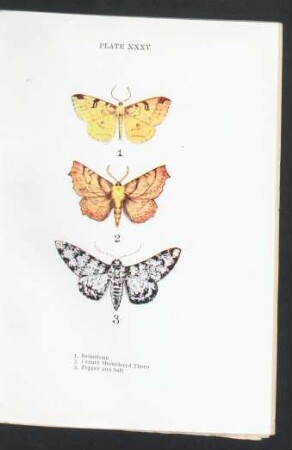 Plate XXXV
