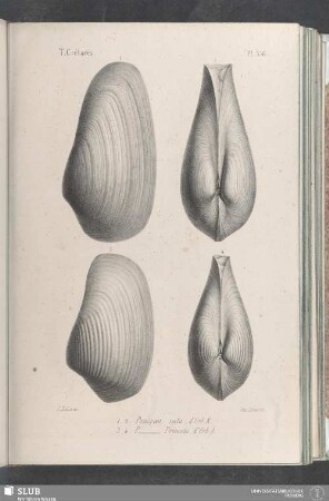 Pl. 356