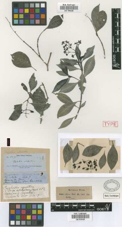 Psychotria celastroides Griseb.