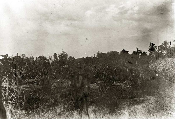 "Plantation sur les rives du Kambiru en face de Tibanadjala"