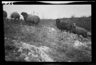Matheias (?) (=Mãțãu: =Dorf und Anhöhe in Rumänien): "Schafe" auf einer kargen Anhöhe (Seitansicht, Nahaufnahme)