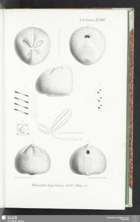 Pl. 887