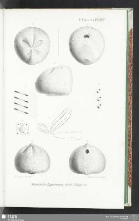 Pl. 887