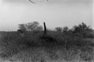 Termitenhügel (Nordrhodesien-Aufenthalt 1930-1933 - Betchuanaland: Tuli-Block)