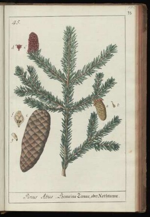 45. Pinus Abies. Gemeine Tanne, oder Rothtanne