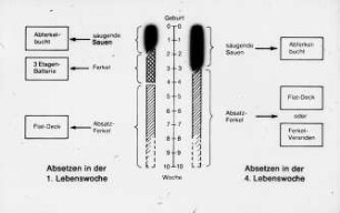 Diagramm: Haltungssystem, Ferkelaufzucht