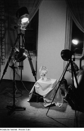Renate Rössing mit Katze und Hund im Fotostudio