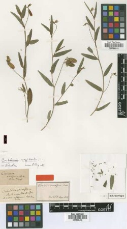 Crotalaria parviflora Roth [type]