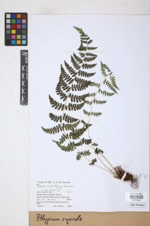 Athyrium rupicola (Hope) C. Chr.