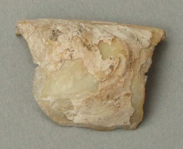 Flussmuschelschale (Fragment)