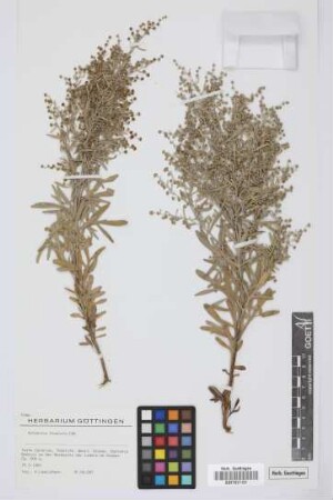 Artemisia thuscula Cav.