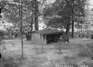 Damwild im Franckepark
