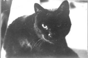 Schwarze Katze