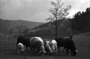 Glotterbad: Weidende Schafe