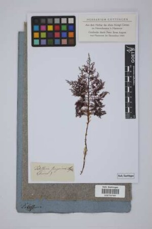 Delesseria sanguinea