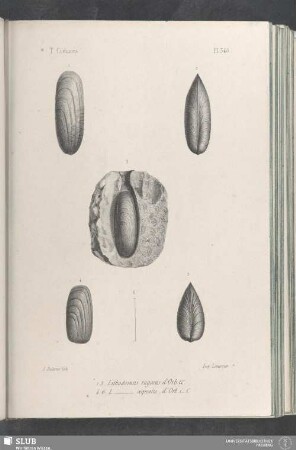 Pl. 346