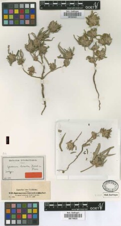 Spermacoce leucadea Hochst. ex Hiern [isotype]