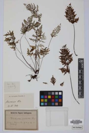 Cheilanthes pulchella Bory ex Willd.