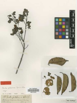 Qualea pulcherrima Spruce ex Warm. [isotype]