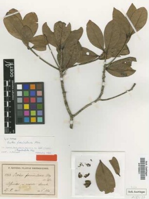 Ocotea foeniculacea Mez [type]